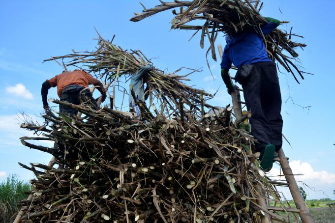 Petani menaikkan tebu rakyat ke atas truk saat panen di kawasan Wonoayu, Sidoarjo, Jawa Timur, Senin (13/6)