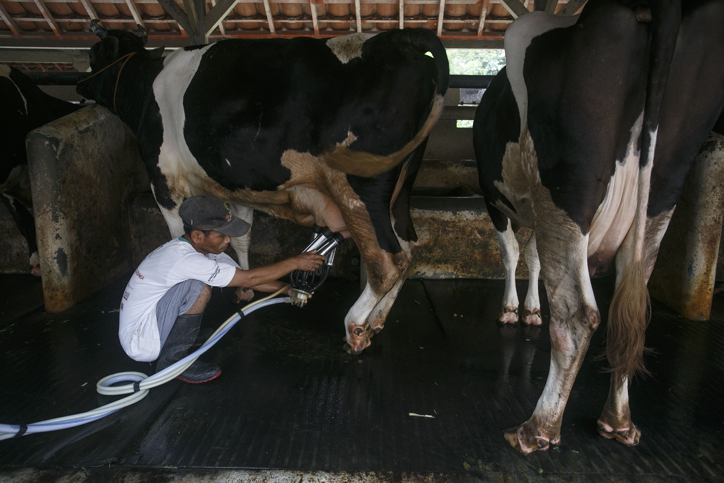 Impor Susu 80 Persen, DPR Semprot Kinerja Pemerintah