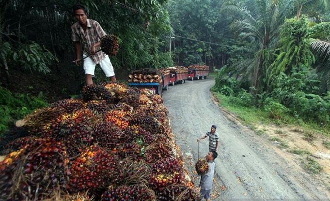 Harga-Sawit-Anjlok-050915-SP-2