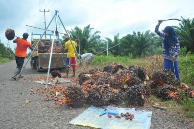 Petani