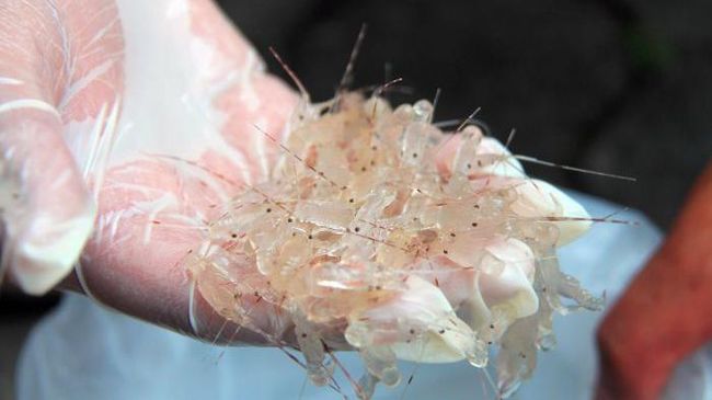 3 Ilustrasi Benih Lobster