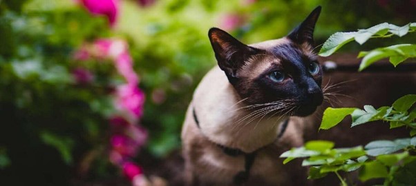 https://www.pexels.com/id-id/foto/fotografi-fokus-dangkal-kucing-mencium-beberapa-daun-1262939/